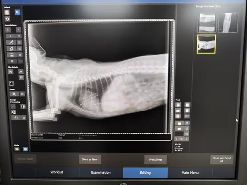 Rendgenski snimak toraksa i abdomena psa sa VHS merom srca