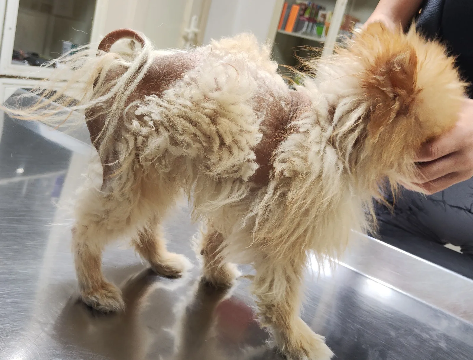 Alopecia X kod pomeranskog špica