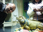 Zavidan primerak iguane